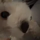 갈색나무