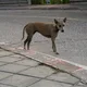 호이