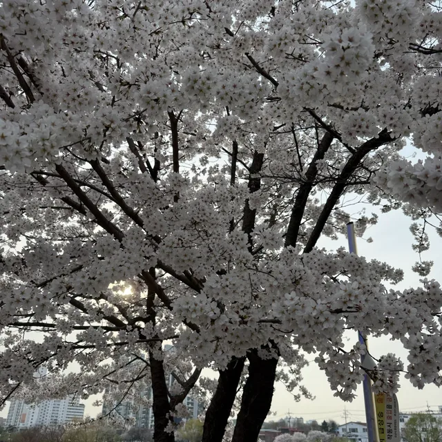 당근케이크