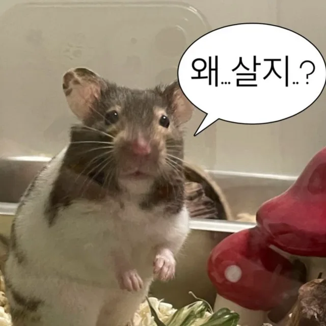 룽스타