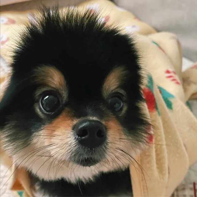보름이