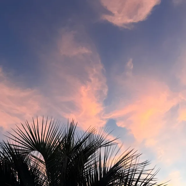 코스모스