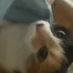 아오아