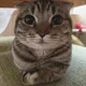 숭이