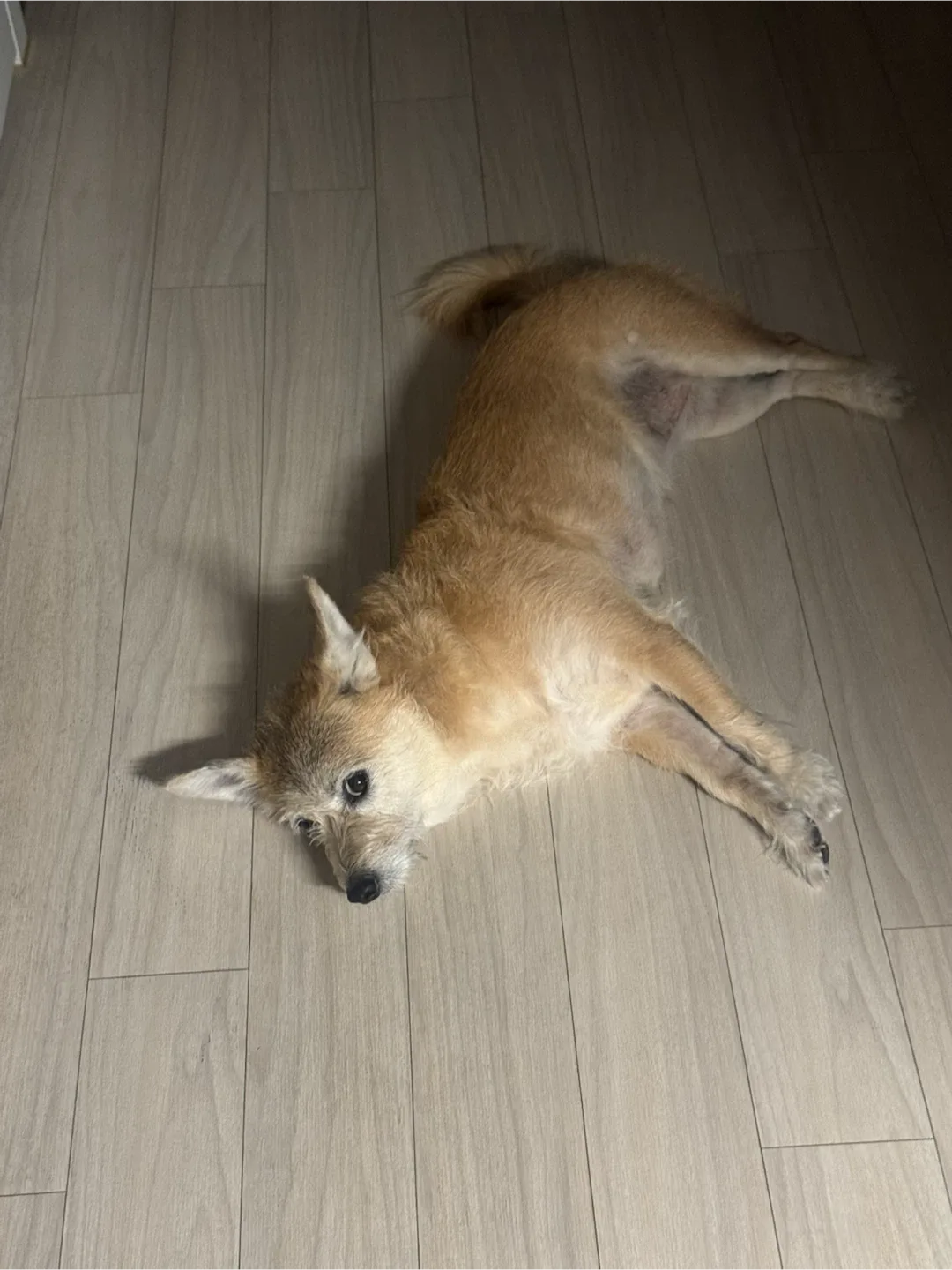 롱롱이네