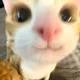 기미냥