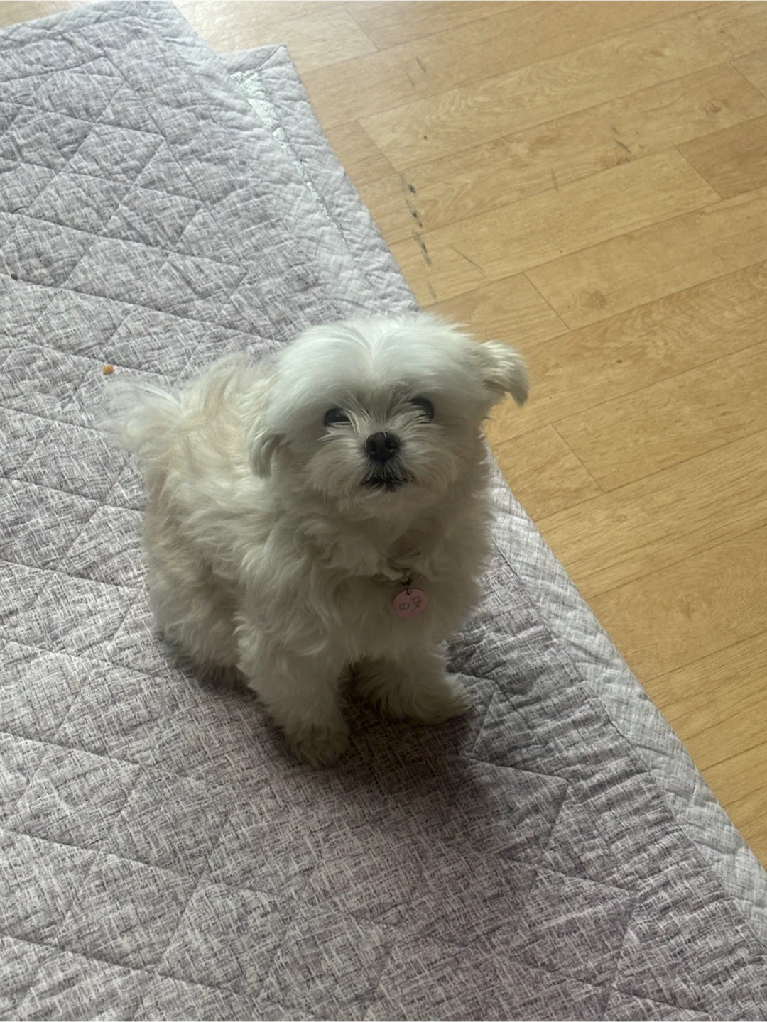 지니니