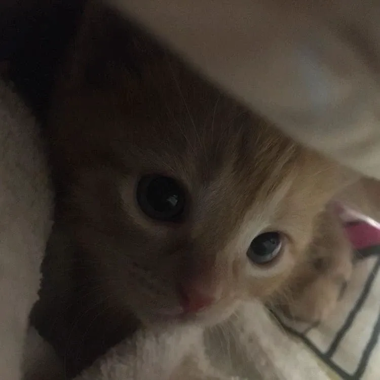 애옹