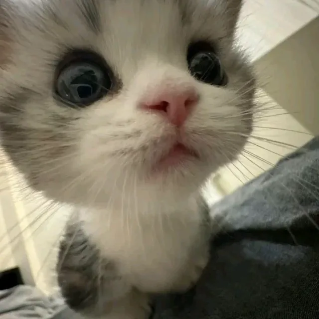 뇽냥