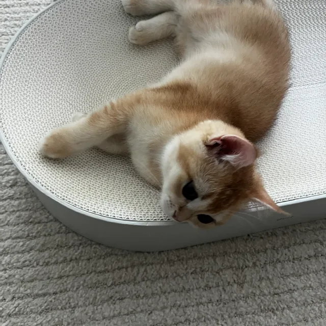 냥냥펀치