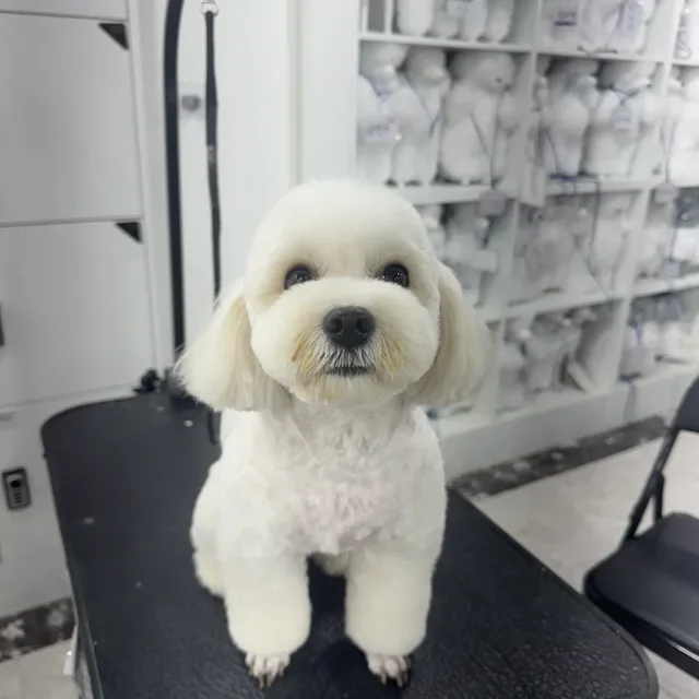 야웅아