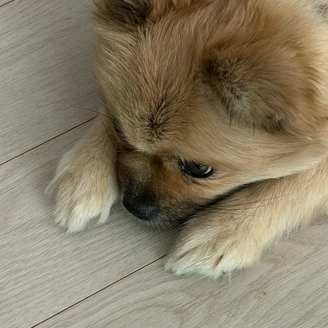 뿌짱