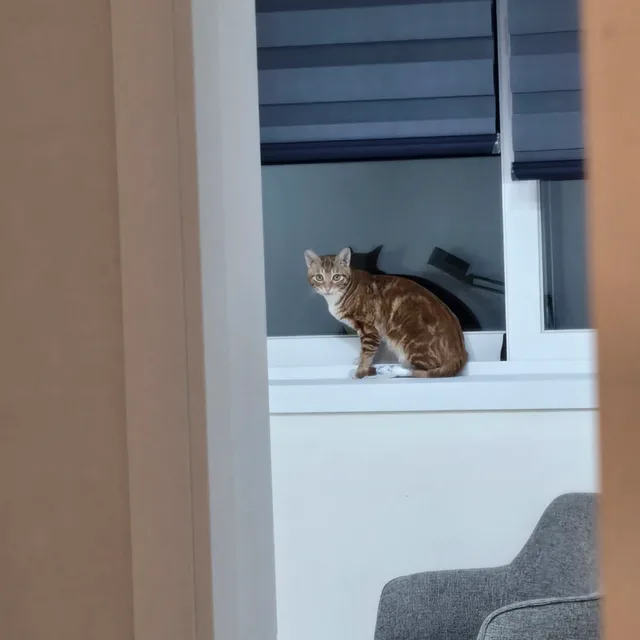 shy