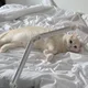 꼼울이