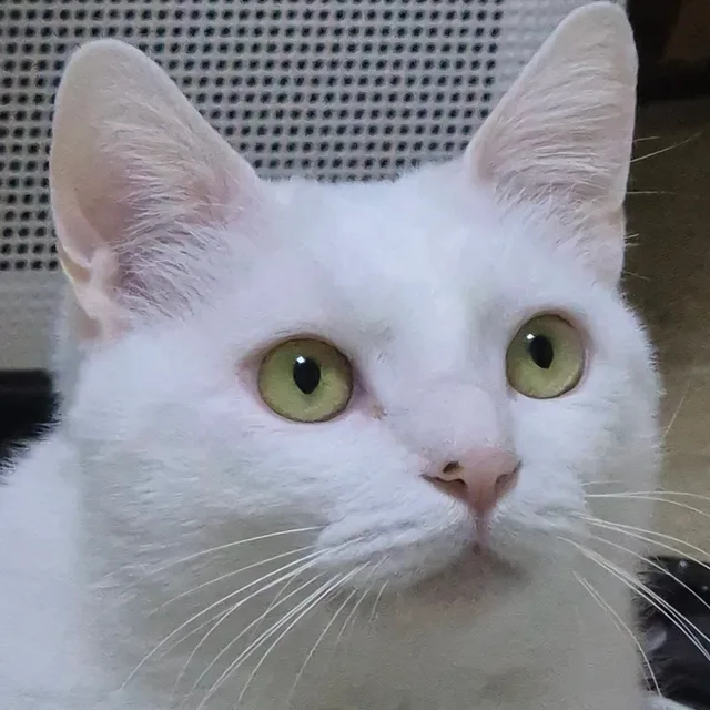 얍얍