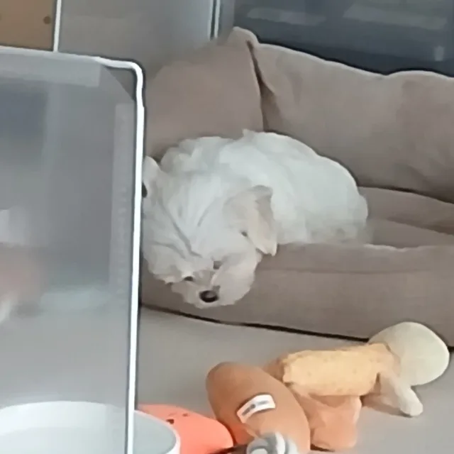 웰컴투동막꿀