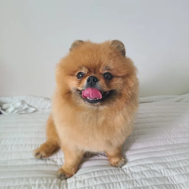 라임