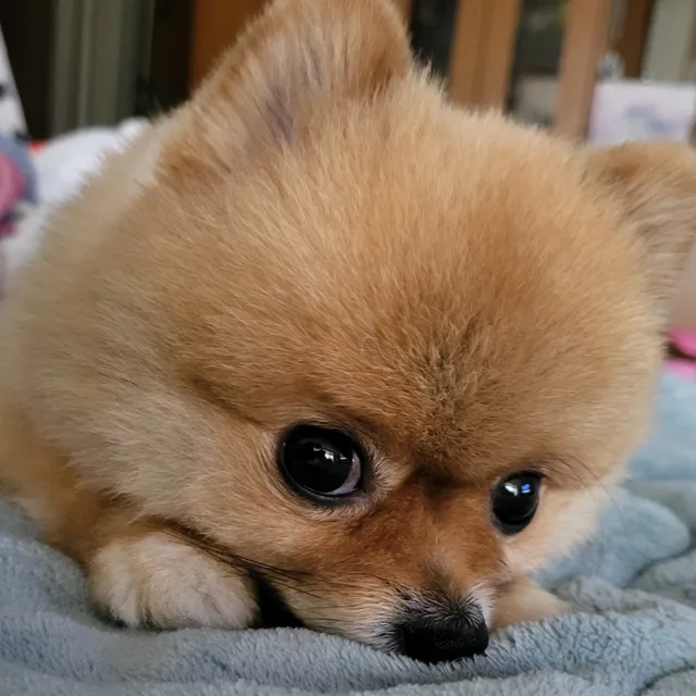 송이