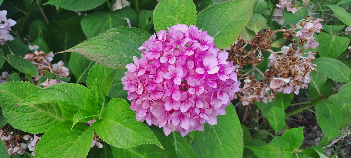 뜨개샘