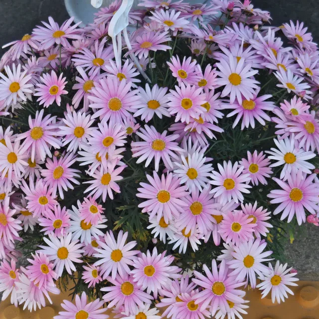 파랑이