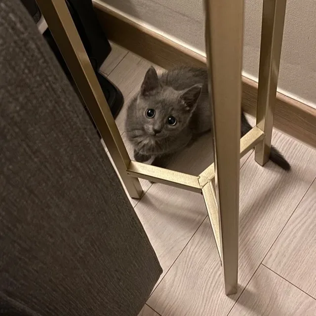 미키마키