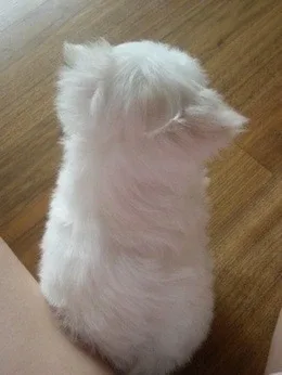 몽이