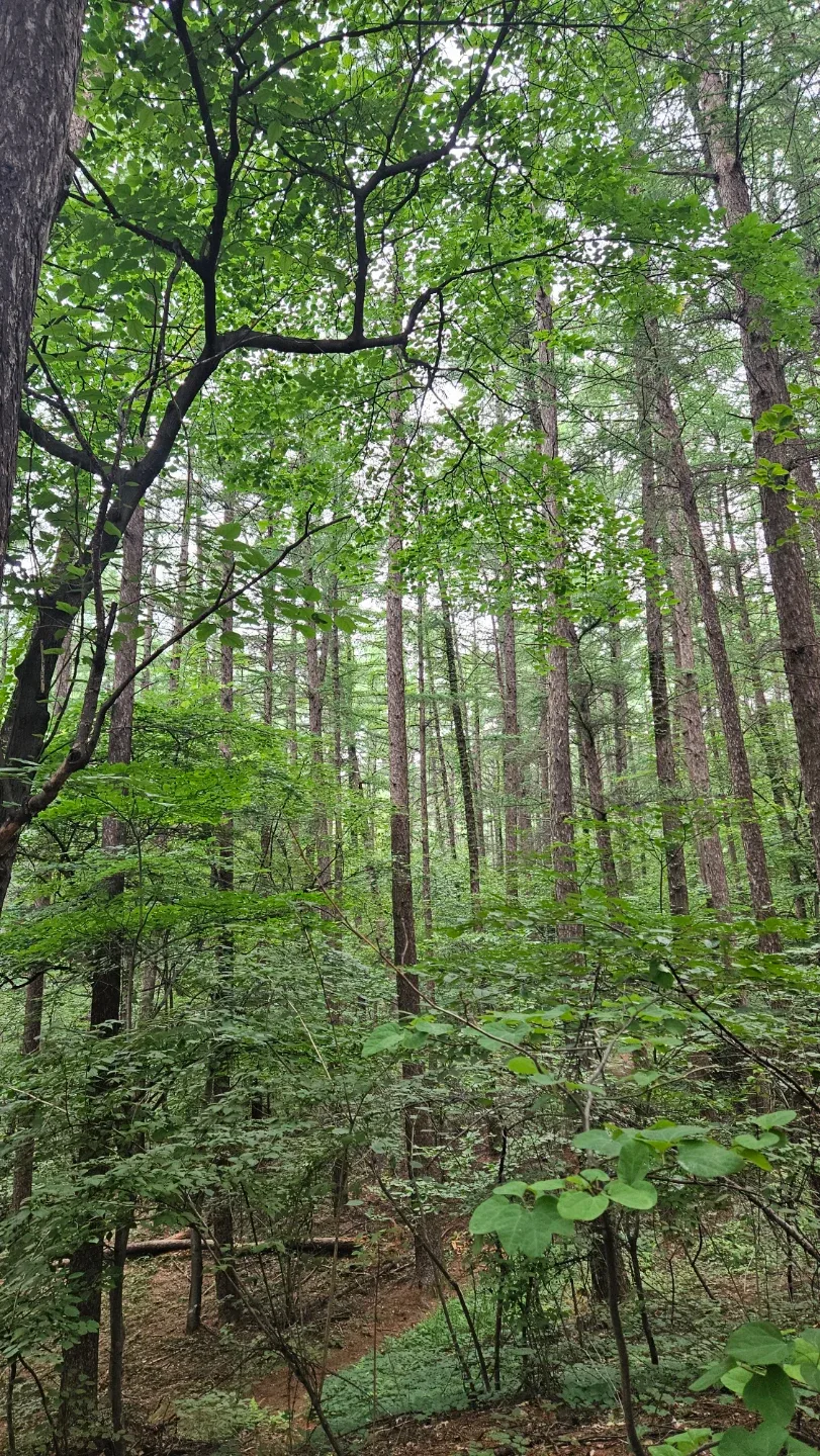 미소천사