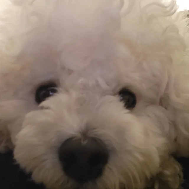 토깽이