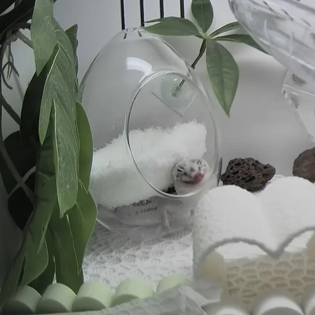파이