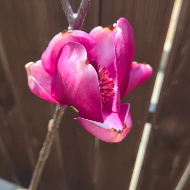 오란씨