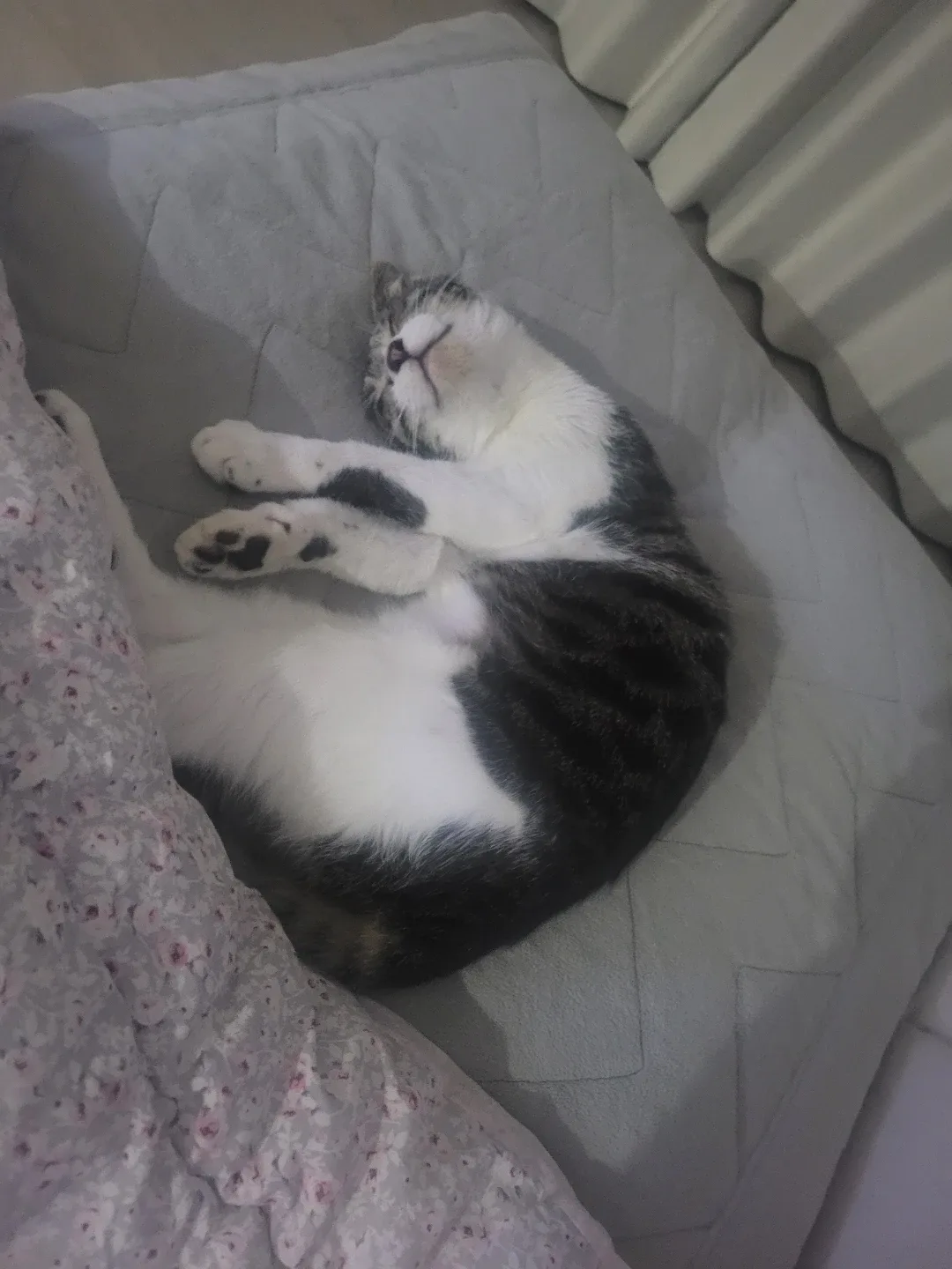 쪼랭이