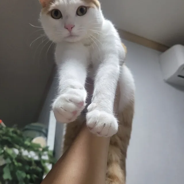 사람