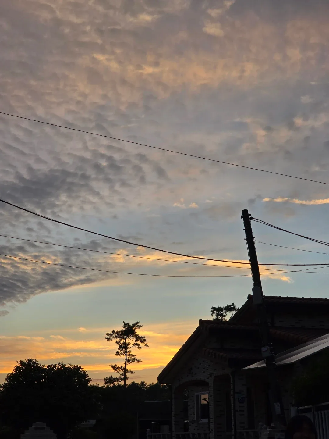 노빠꾸