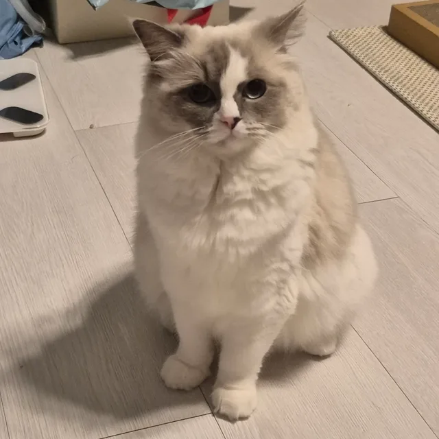 새벽별