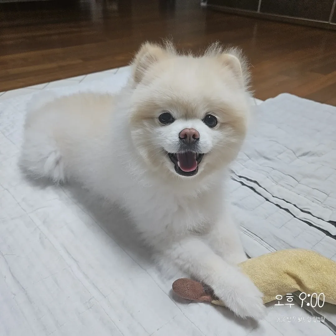 스마일보일러