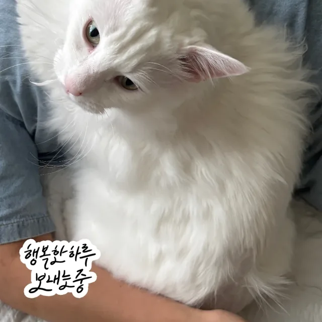 구름냥냥