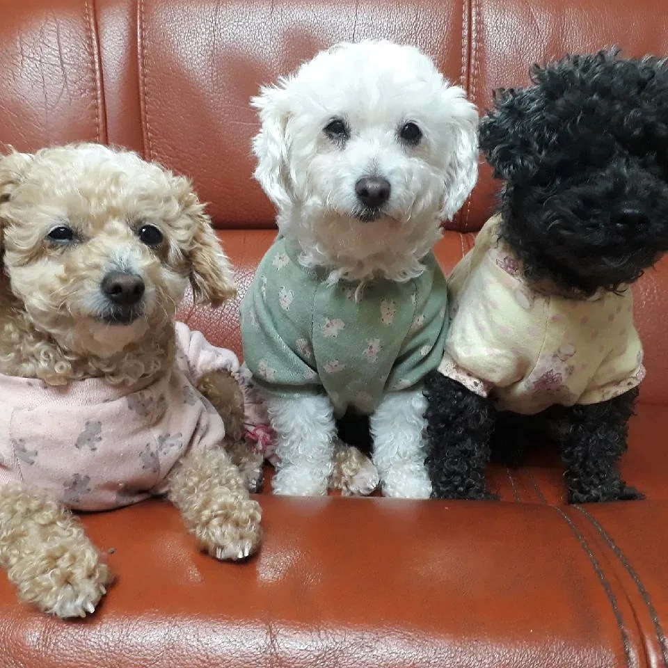 바비돌리