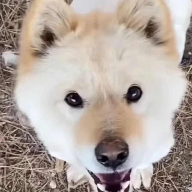 행운이