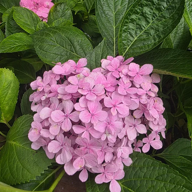 꽃피우리