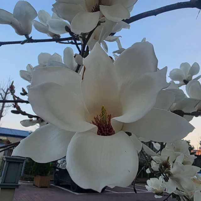 목련