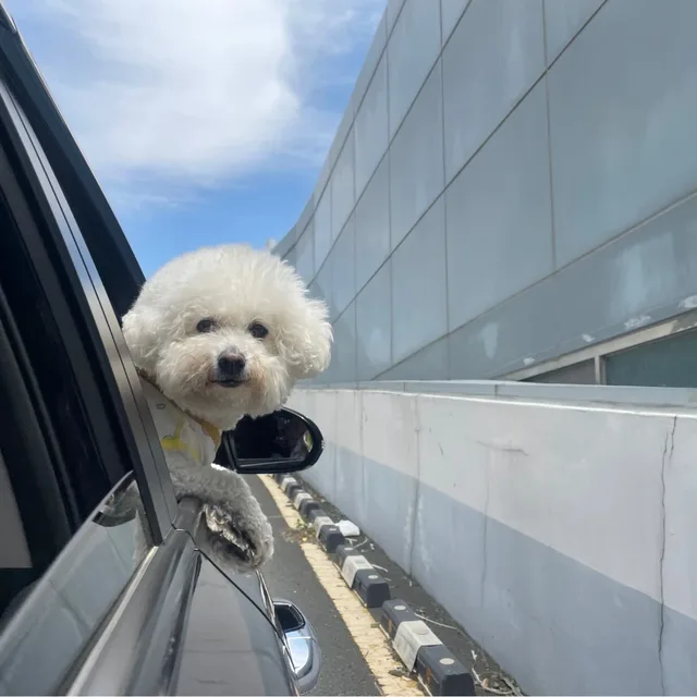 날아라숑숑