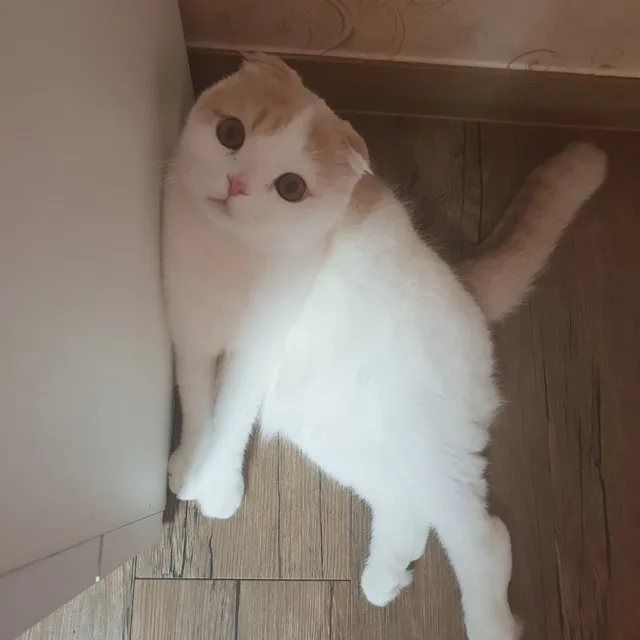 김뚜찌