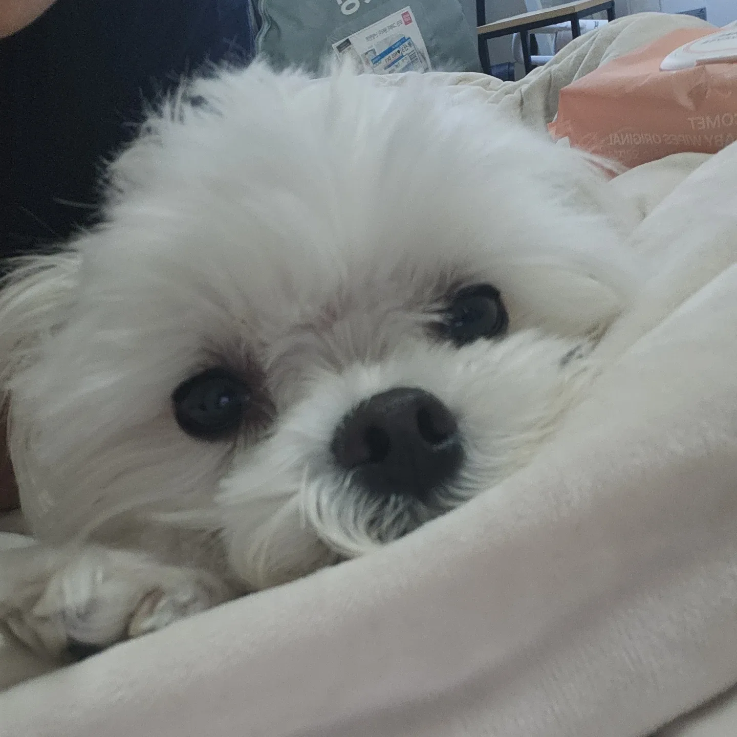 조하기