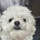 큰별