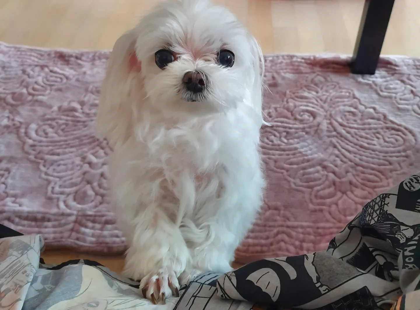 새런