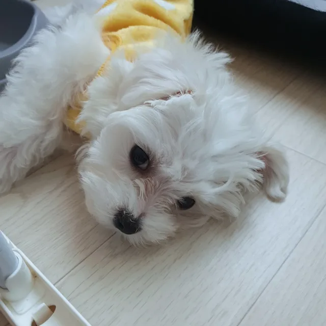 아롱맘