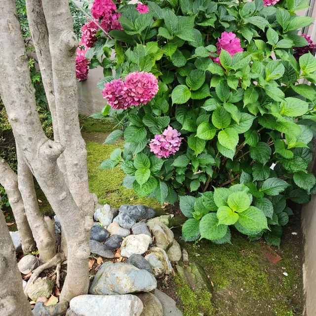 하윤맘