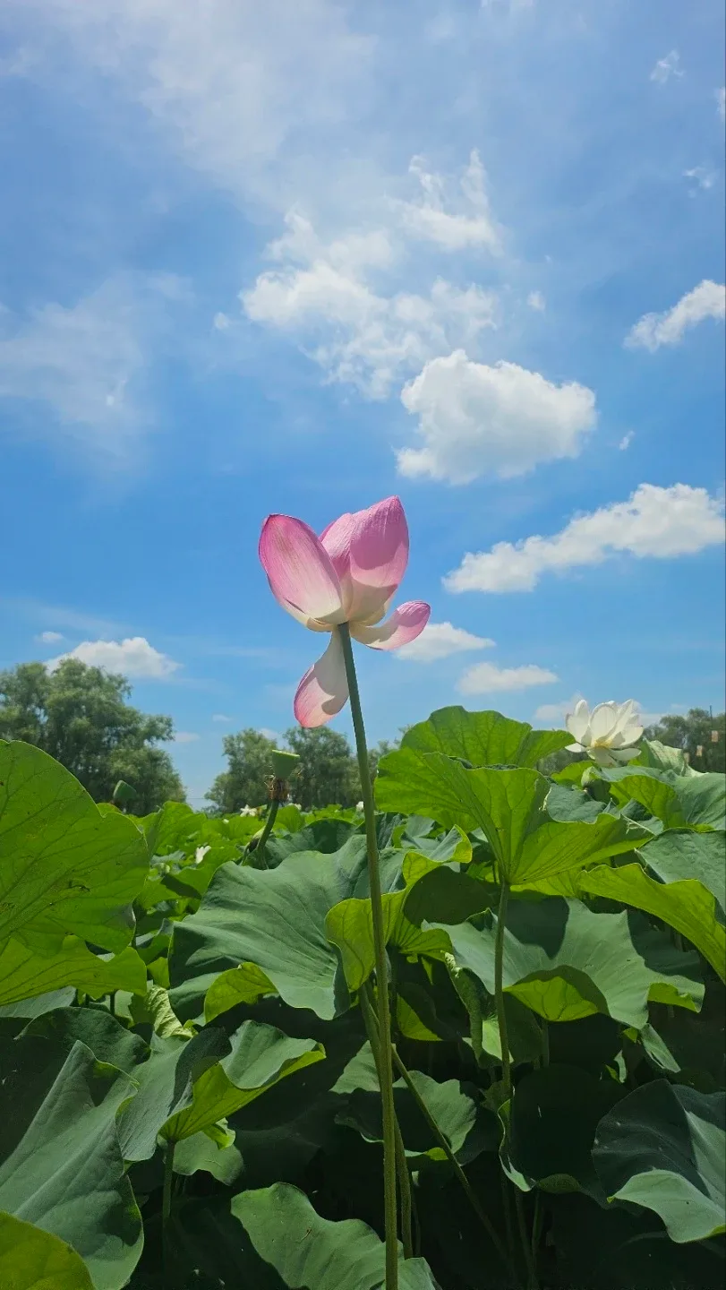 연꽃