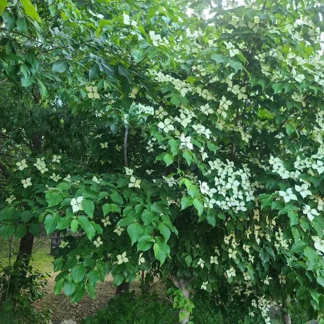 서연맘