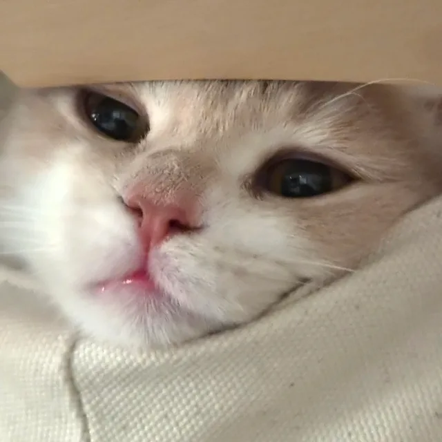 운애